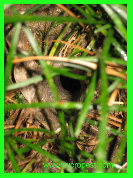 Sydney Funnel Web Spider Nest